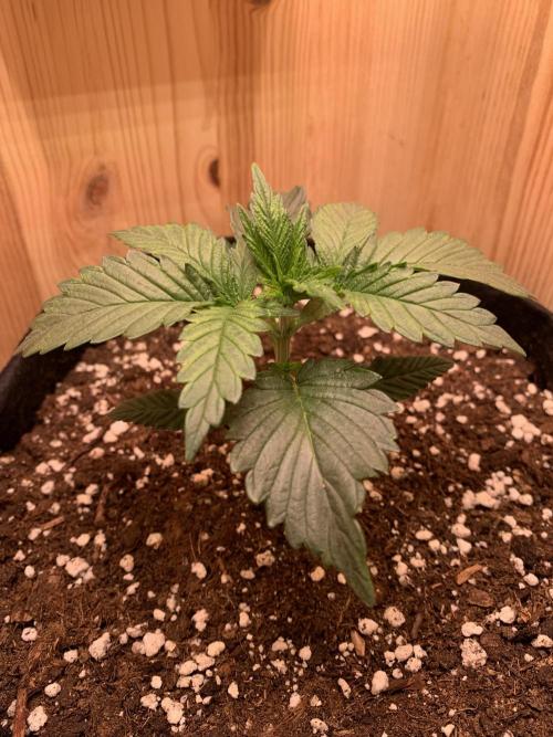 Pink Rozay Pikendi Micro Grow. Week 2