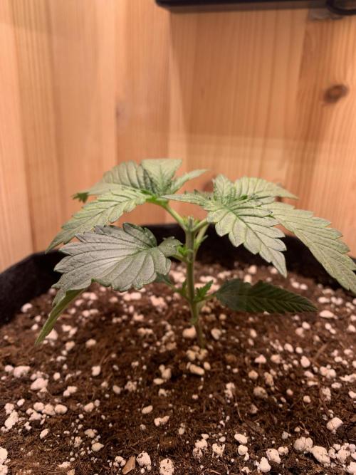 Pink Rozay Pikendi Micro Grow. Week 2