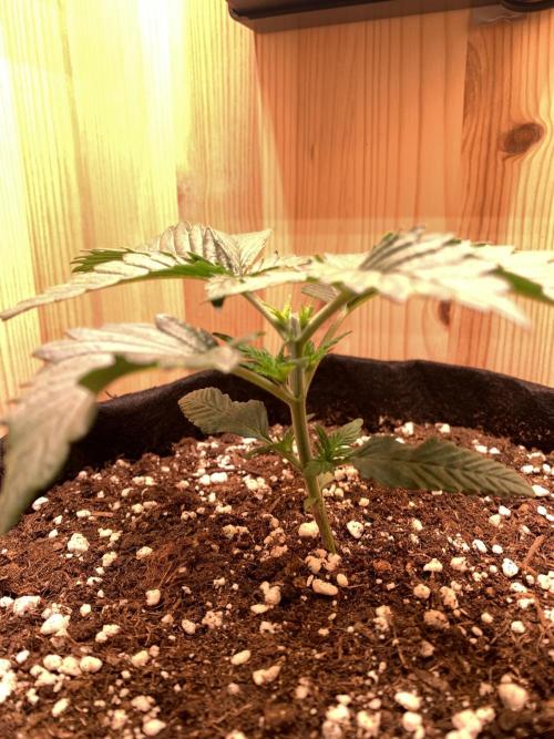 Pink Rozay Pikendi Micro Grow. Week 2