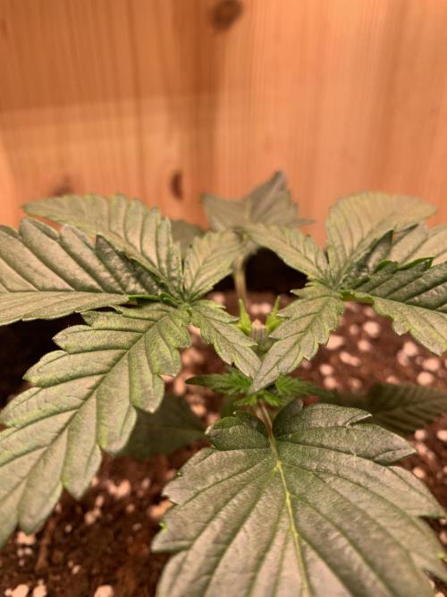 Pink Rozay Pikendi Micro Grow. Week 2