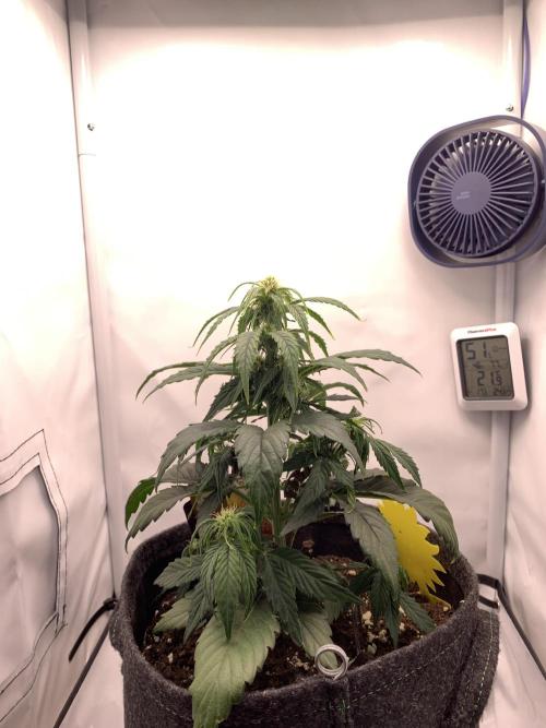 Pineapple Express F1 Zamnesia mini grow. Week 4