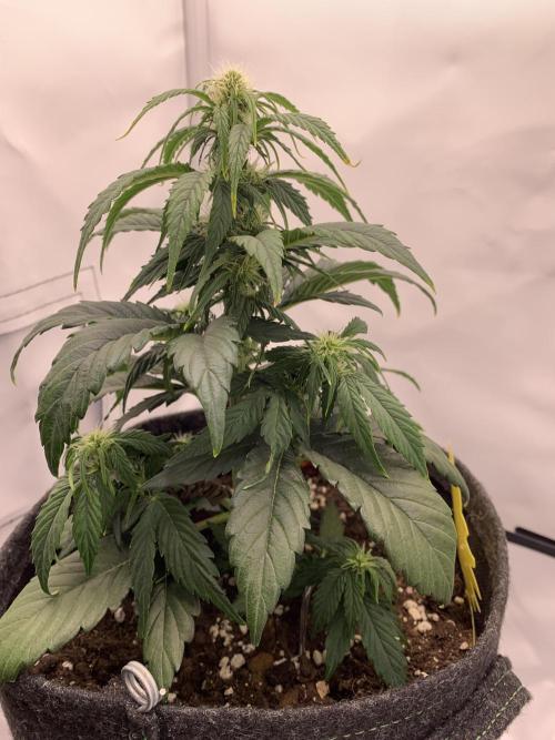 Pineapple Express F1 Zamnesia mini grow. Week 4