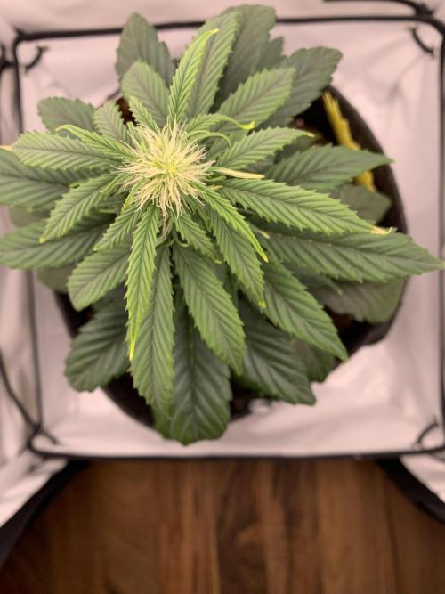 Pineapple Express F1 Zamnesia mini grow. Week 4