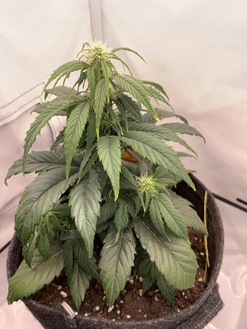 Pineapple Express F1 Zamnesia mini grow. Week 4