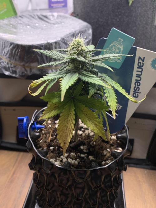 Monster Dwarf Auto Pikendi Micro Grow. Week 6