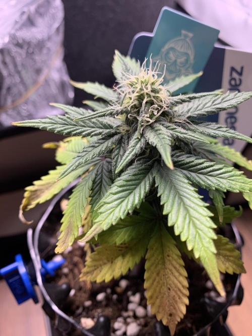 Monster Dwarf Auto Pikendi Micro Grow. Week 6