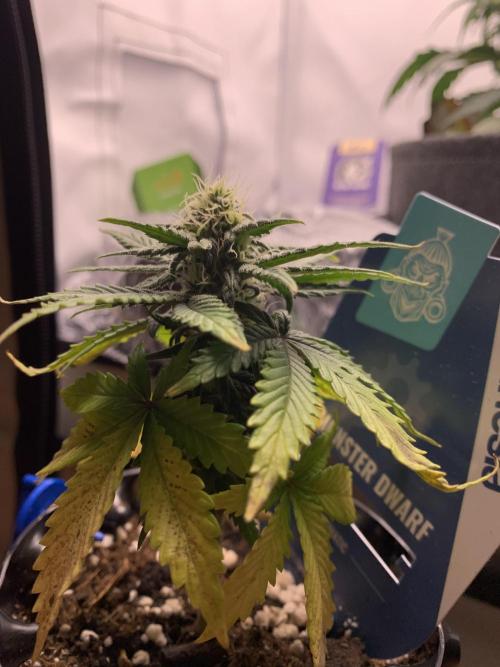 Monster Dwarf Auto Pikendi Micro Grow. Week 6