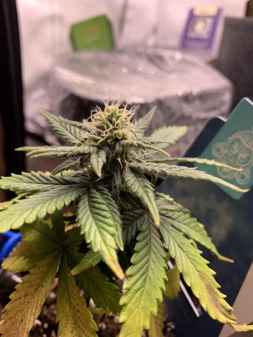 Monster Dwarf Auto Pikendi Micro Grow. Week 6