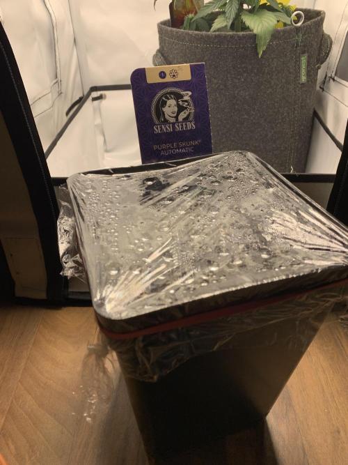 Purple Skunk Automatic Mini Grow. Week 0