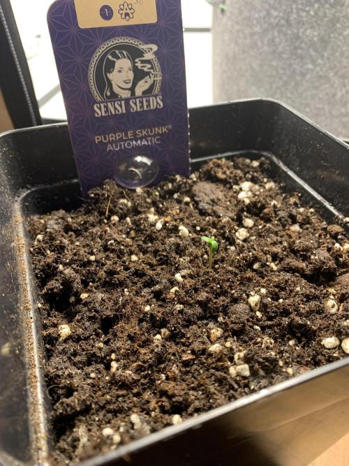 Purple Skunk Automatic Mini Grow. Week 0