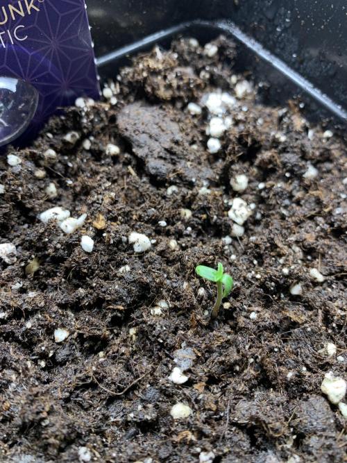 Purple Skunk Automatic Mini Grow. Week 0