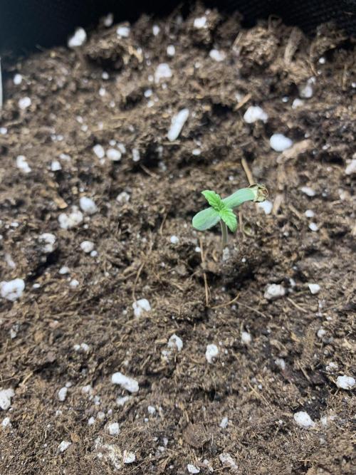 Royal Creamatic mini grow. Week 0