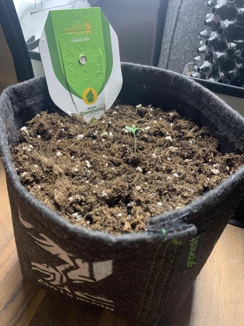 Royal Creamatic mini grow. Week 0