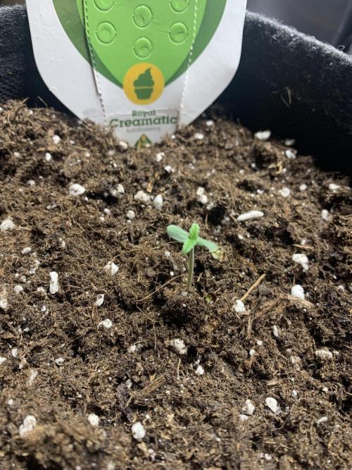 Royal Creamatic mini grow. Week 0