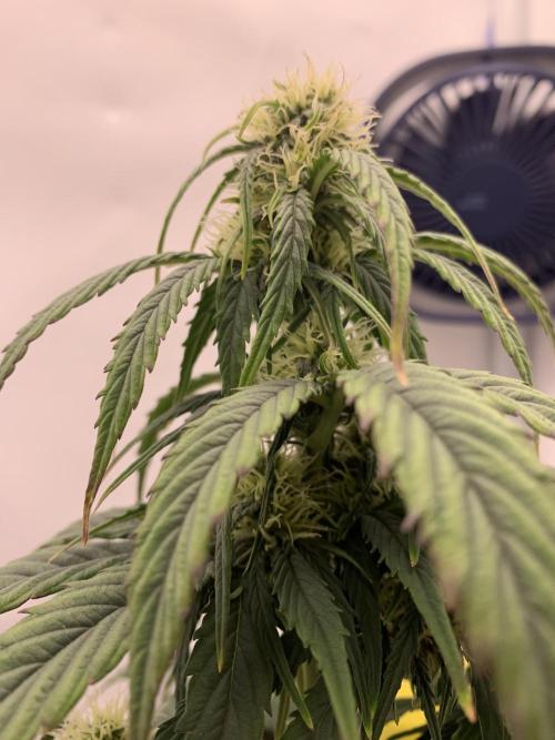 Pineapple Express F1 Zamnesia mini grow. Week 5