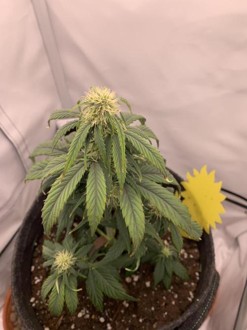 Pineapple Express F1 Zamnesia mini grow. Week 5