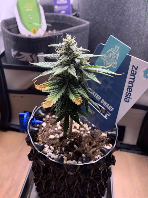 Monster Dwarf Auto Pikendi Micro Grow. Week 7