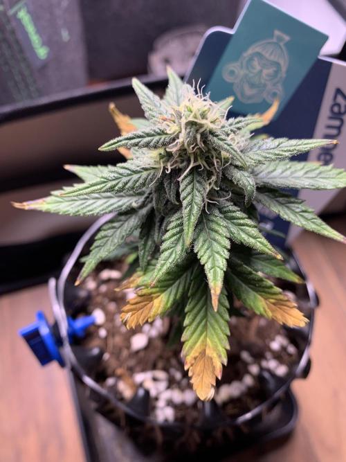 Monster Dwarf Auto Pikendi Micro Grow. Week 7