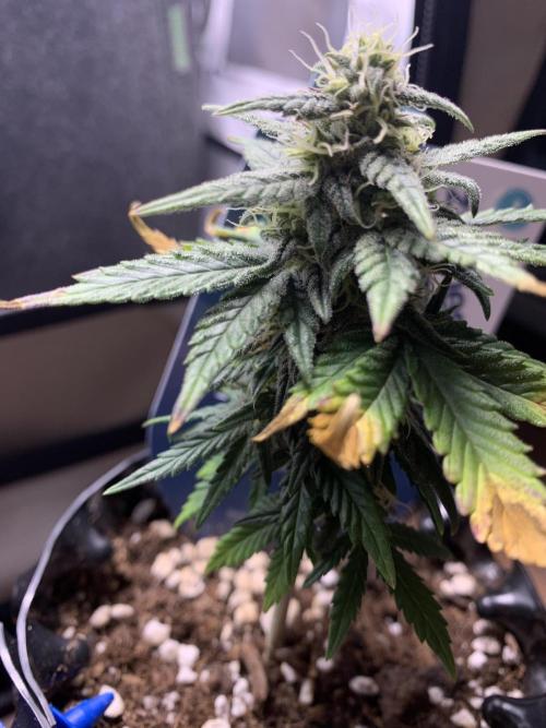 Monster Dwarf Auto Pikendi Micro Grow. Week 7