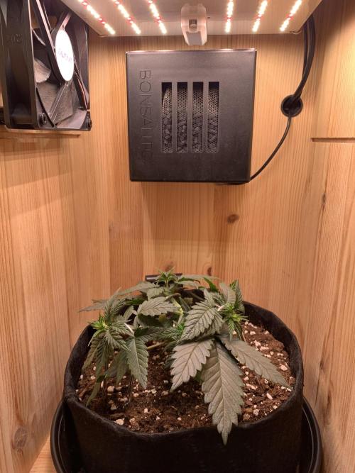 Pink Rozay Pikendi Micro Grow. Week 3