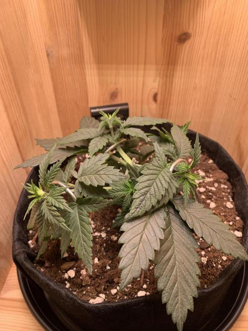 Pink Rozay Pikendi Micro Grow. Week 3