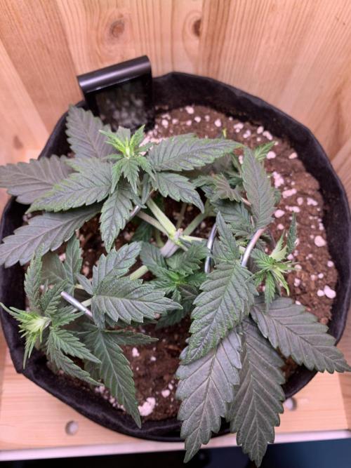 Pink Rozay Pikendi Micro Grow. Week 3