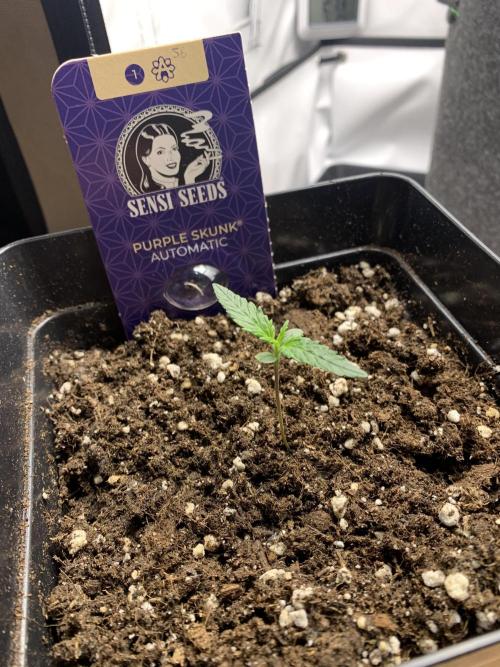 Purple Skunk Automatic Mini Grow. Week 1