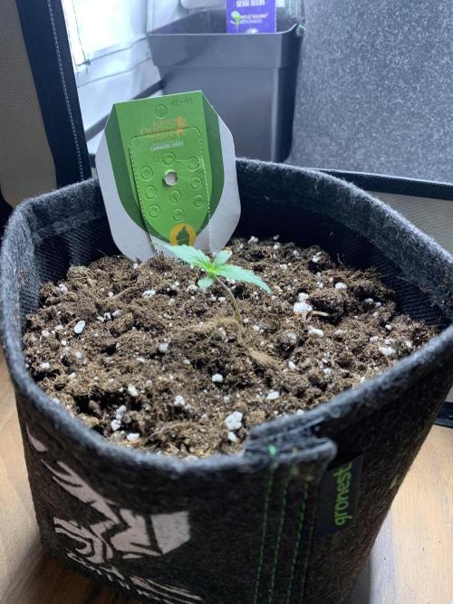 Royal Creamatic mini grow. Week 1