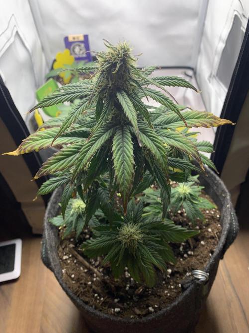 Pineapple Express F1 Zamnesia mini grow. Week 6
