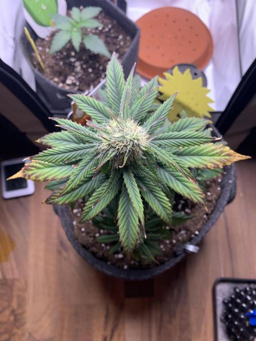 Pineapple Express F1 Zamnesia mini grow. Week 6