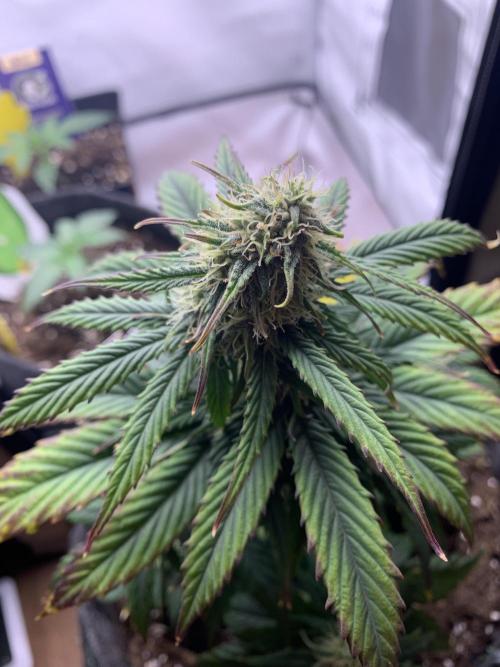 Pineapple Express F1 Zamnesia mini grow. Week 6