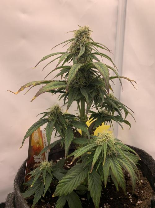 Pineapple Express F1 Zamnesia mini grow. Week 6