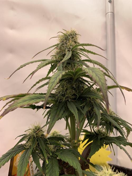 Pineapple Express F1 Zamnesia mini grow. Week 6