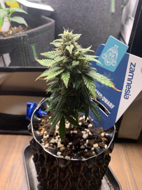 Monster Dwarf Auto Pikendi Micro Grow. Week 8