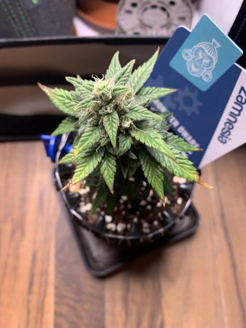 Monster Dwarf Auto Pikendi Micro Grow. Week 8