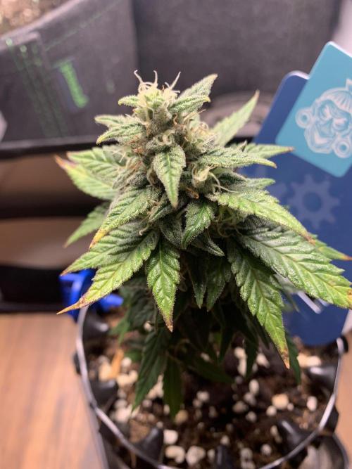 Monster Dwarf Auto Pikendi Micro Grow. Week 8