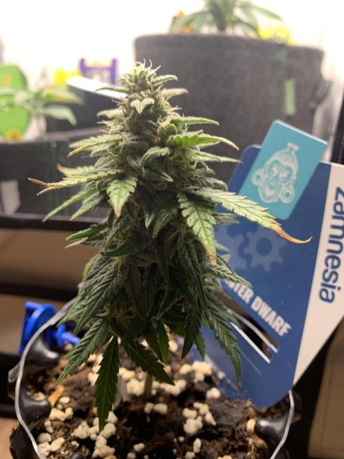 Monster Dwarf Auto Pikendi Micro Grow. Week 8