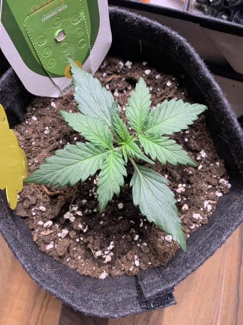 Royal Creamatic mini grow. Week 2