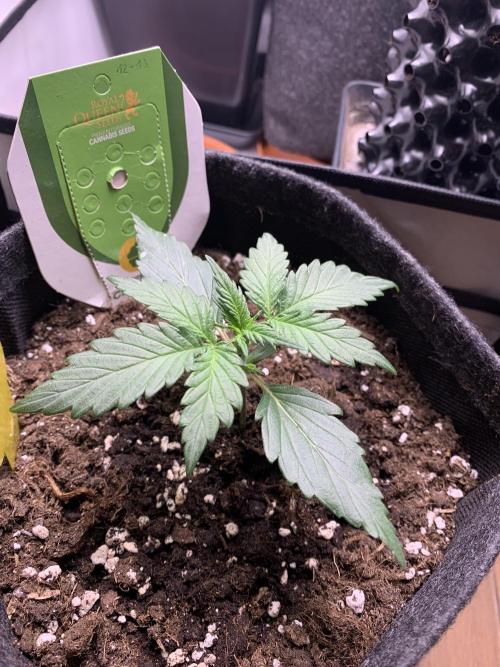 Royal Creamatic mini grow. Week 2