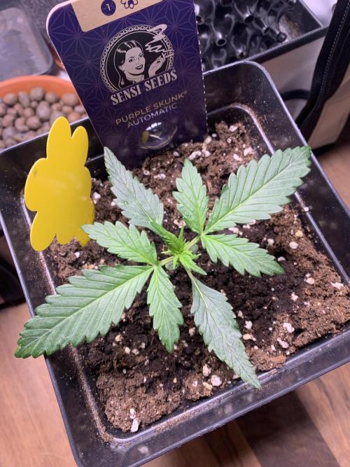 Purple Skunk Automatic Mini Grow. Week 2