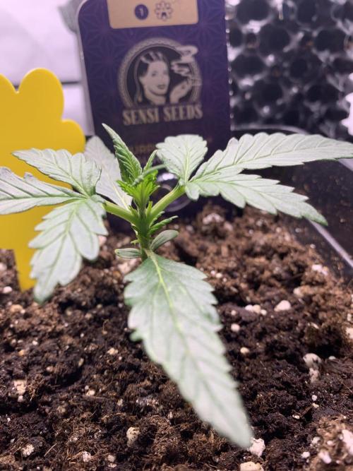 Purple Skunk Automatic Mini Grow. Week 2