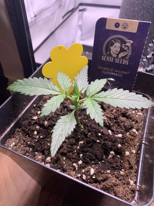 Purple Skunk Automatic Mini Grow. Week 2