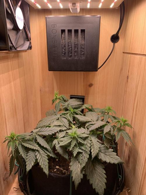 Pink Rozay Pikendi Micro Grow. Week 4