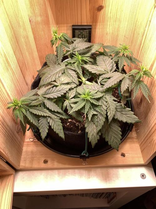 Pink Rozay Pikendi Micro Grow. Week 4