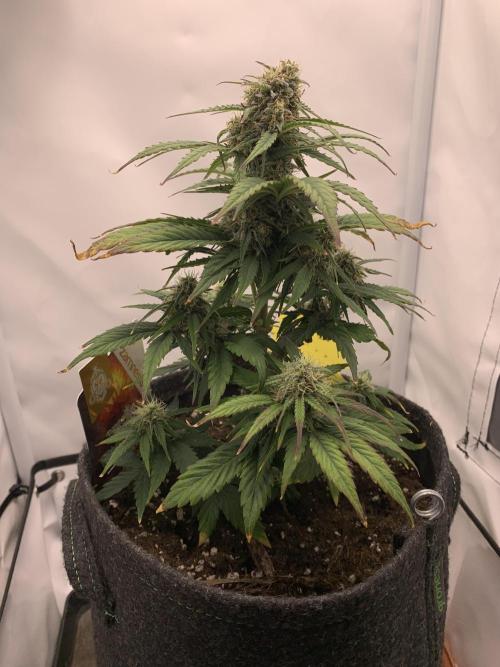Pineapple Express F1 Zamnesia mini grow. Week 7