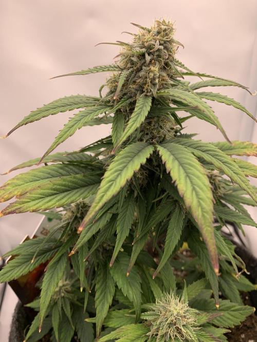 Pineapple Express F1 Zamnesia mini grow. Week 7