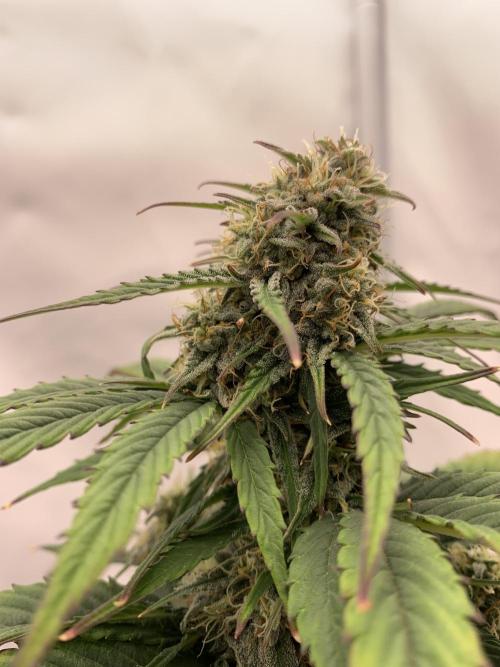 Pineapple Express F1 Zamnesia mini grow. Week 7