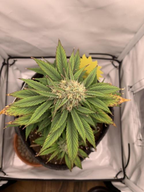 Pineapple Express F1 Zamnesia mini grow. Week 7