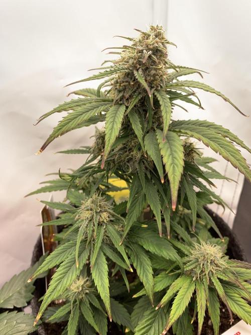 Pineapple Express F1 Zamnesia mini grow. Week 7