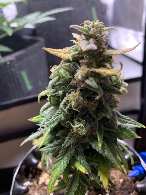 Monster Dwarf Auto Pikendi Micro Grow. Week 9